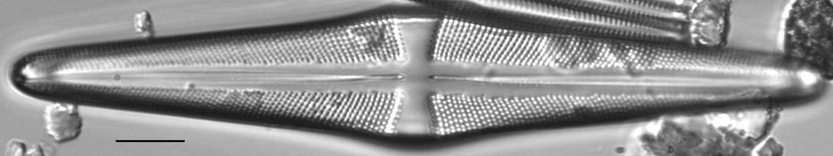 Stauroneis acuta LM2