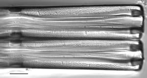 Stauroneis acuta LM1