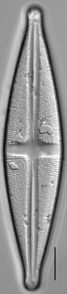 Stauroneis akamina LM4