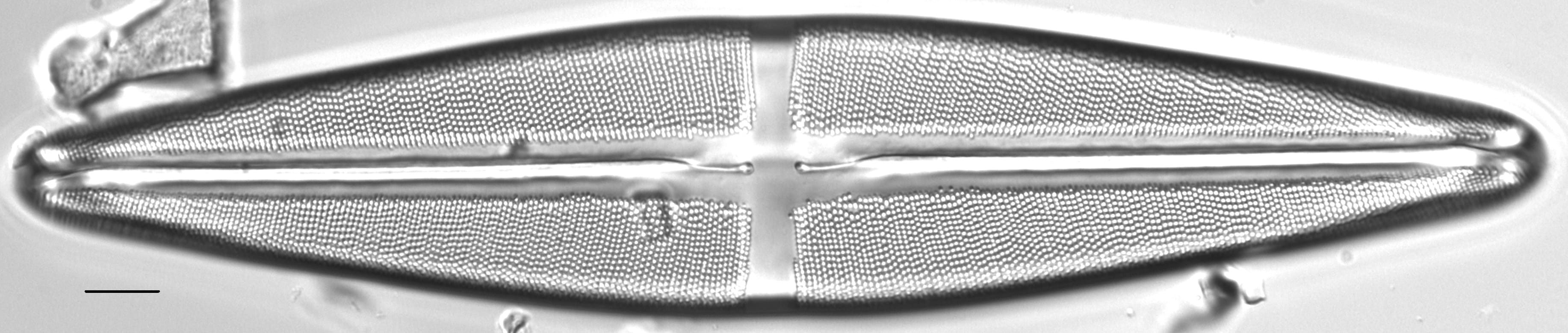 Stauroneis americana LM6