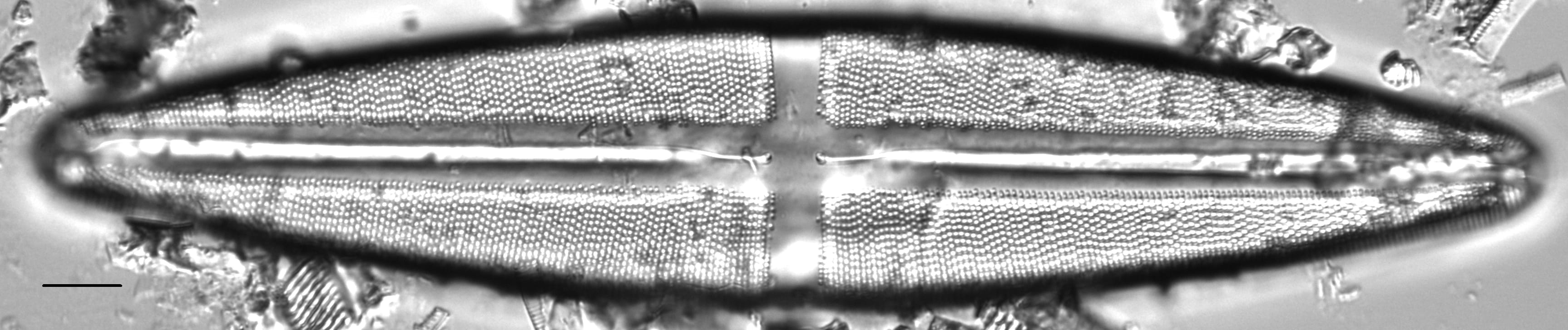 Stauroneis americana LM5