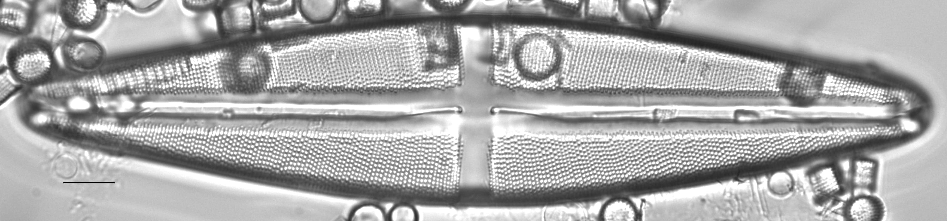 Stauroneis americana LM4