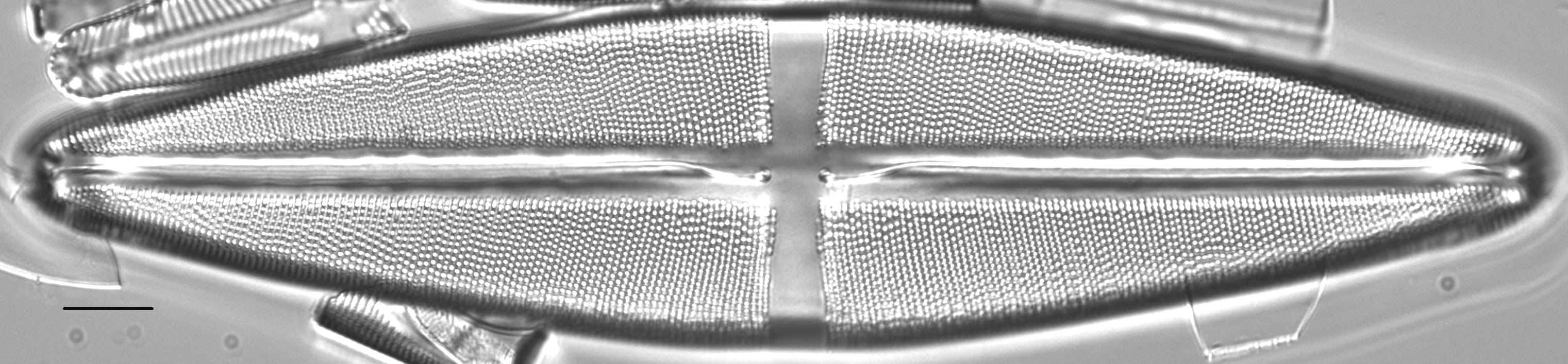 Stauroneis americana LM3