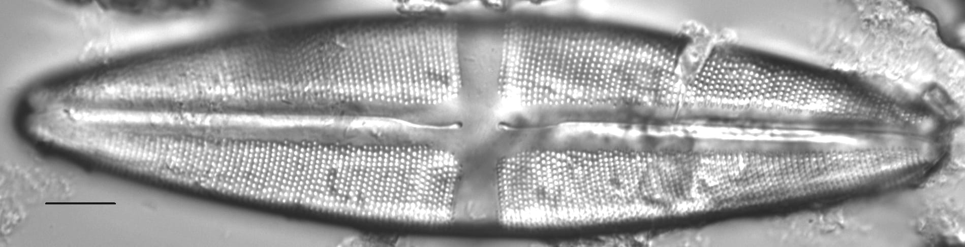 Stauroneis americana LM1