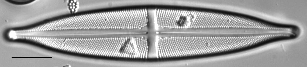 Stauroneis anceps LM6
