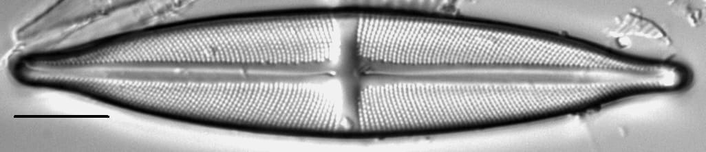 Stauroneis anceps LM5