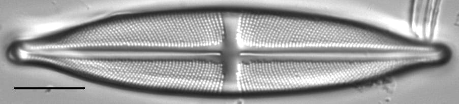 Stauroneis anceps LM4