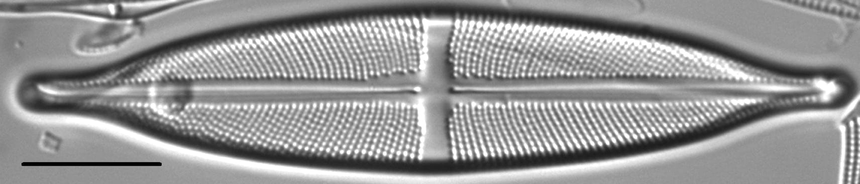 Stauroneis anceps LM1