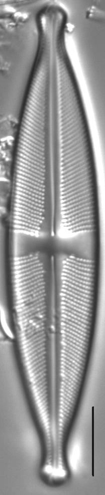 Stauroneis ancepsfallax LM6