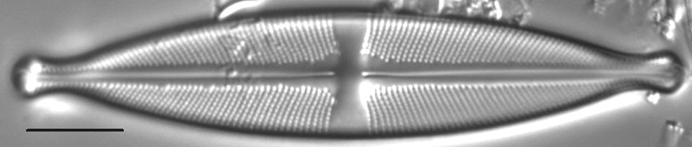 Stauroneis ancepsfallax LM6