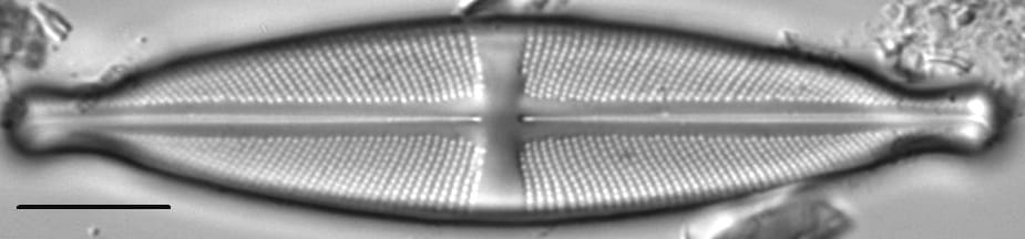 Stauroneis ancepsfallax LM5