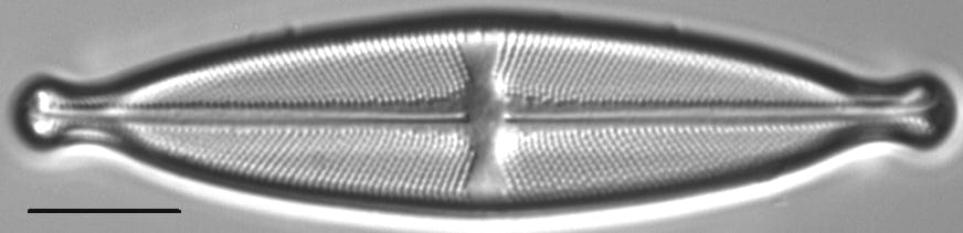 Stauroneis ancepsfallax LM4