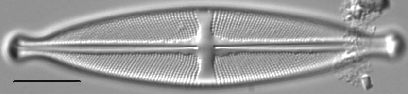Stauroneis ancepsfallax LM3