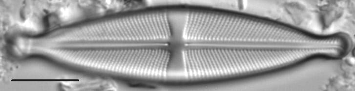 Stauroneis ancepsfallax LM2