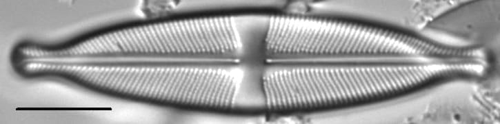 Stauroneis ancepsfallax LM1