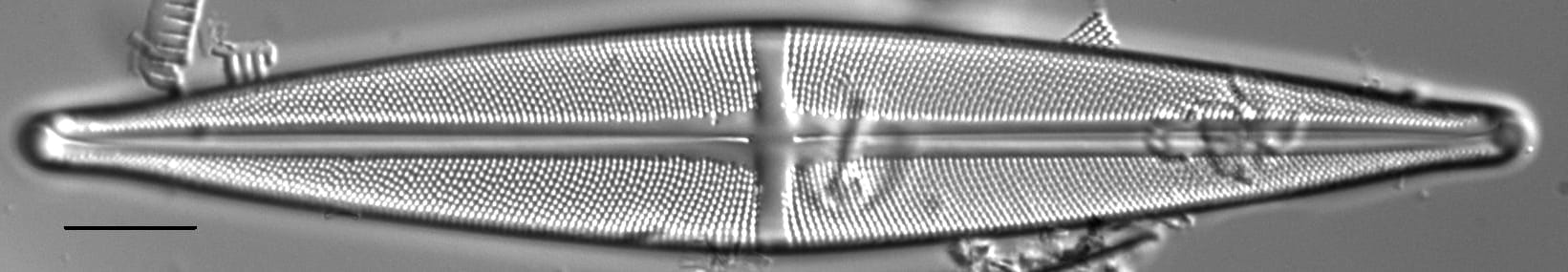 Stauroneis angustilancea LM7