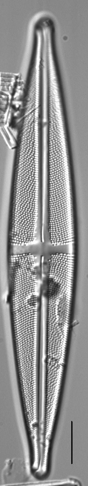 Stauroneis angustilancea LM6