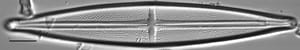 Stauroneis angustilancea LM5
