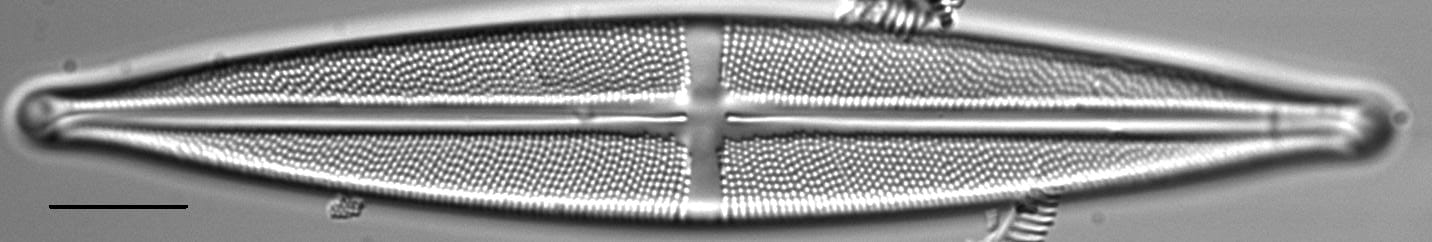 Stauroneis angustilancea LM3