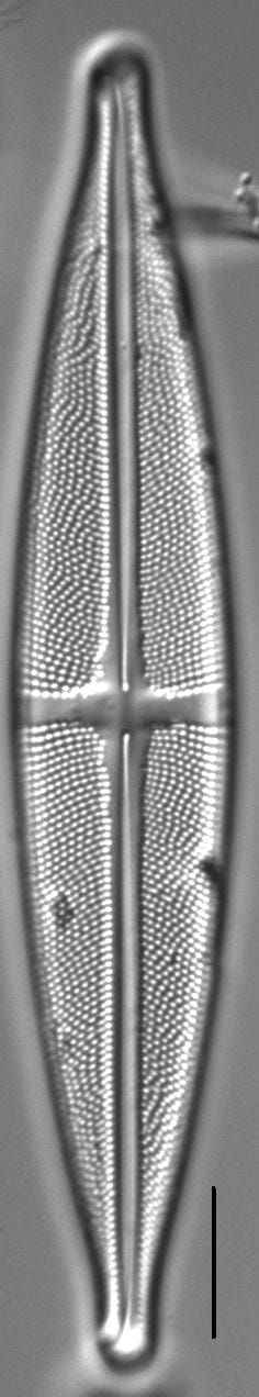 Stauroneis angustilancea LM2