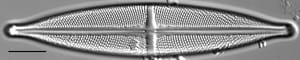 Stauroneis angustilancea LM1
