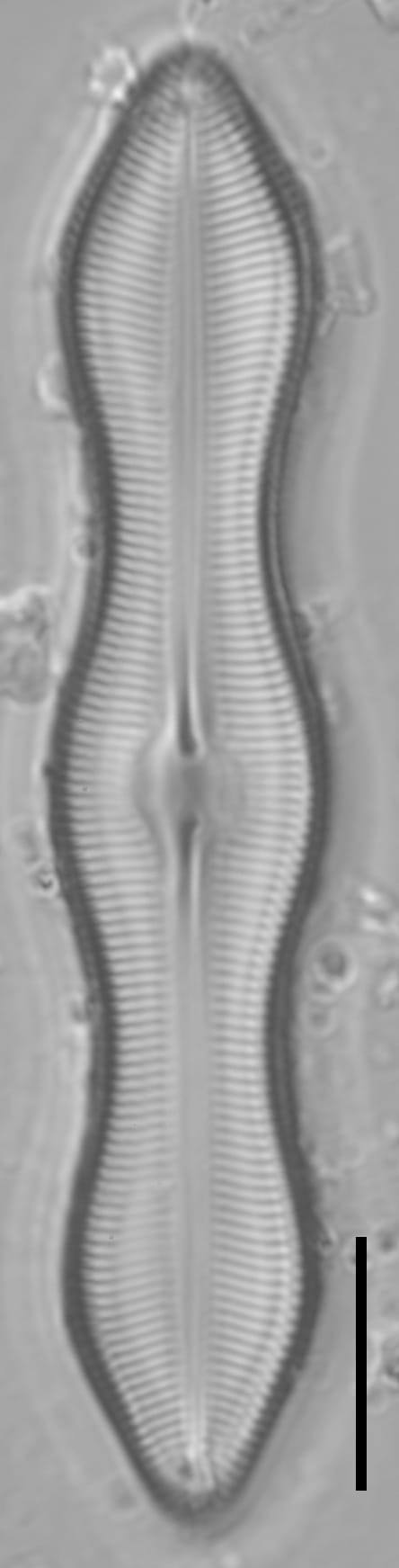 Caloneis Schumannaiana_SK2-2