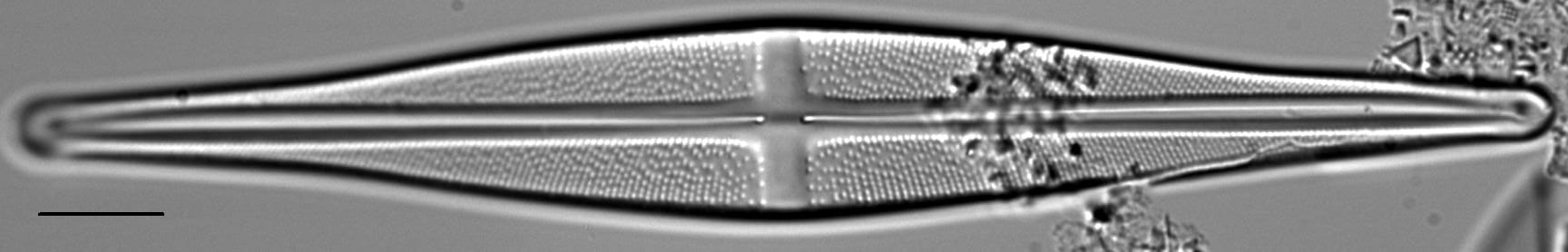 Stauroneis baconiana LM2