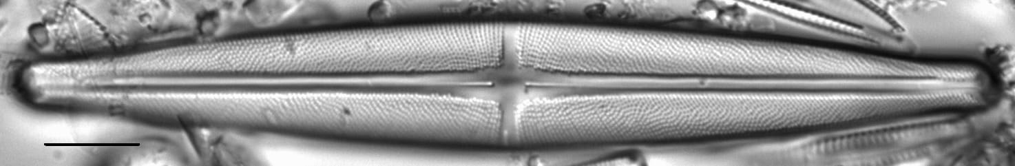 Stauroneis beeskovea LM1