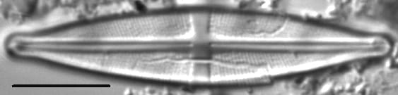 Stauroneis bryocola LM1