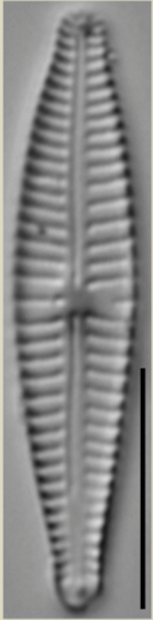 Screen Shot 2019 03 30 At 5 24 45 Pm