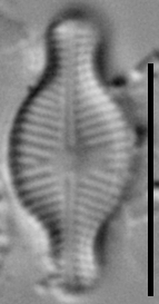 Sellaphora schadei LM4
