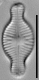 Sellaphora schadei LM5