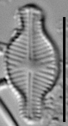 Sellaphora schadei LM6