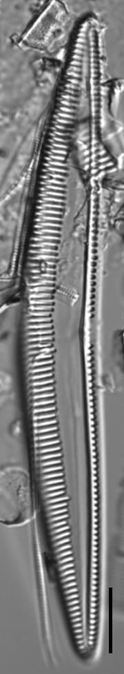 Seminavis eulensteinii LM5