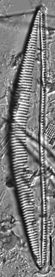 Seminavis eulensteinii LM4