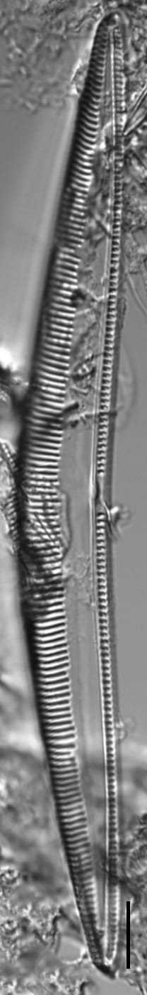 Seminavis eulensteinii LM1