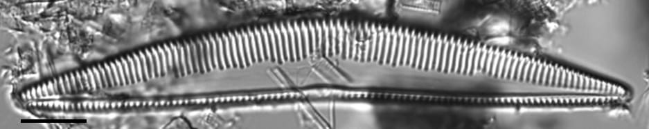 Seminavis eulensteinii LM3