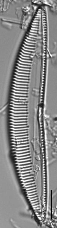 Seminavis eulensteinii LM2