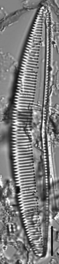 Seminavis eulensteinii LM7