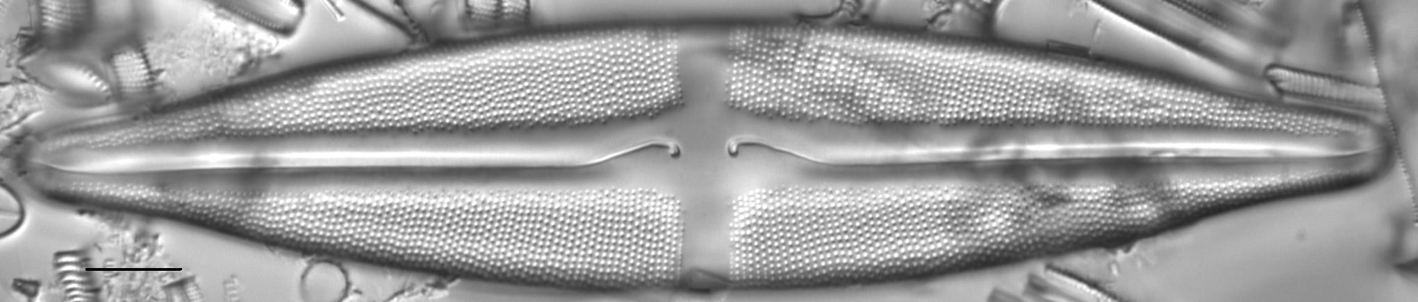 Stauroneis finlandia LM2