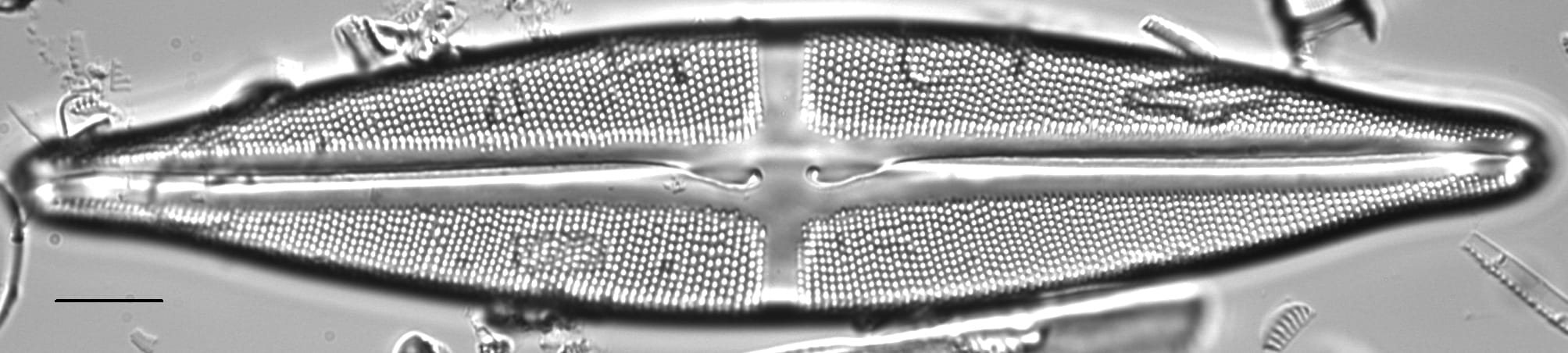 Stauroneis finlandia LM1