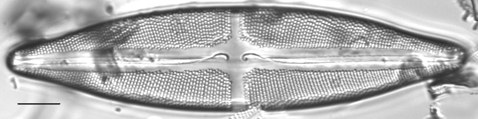 Stauroneis finlandia LM3