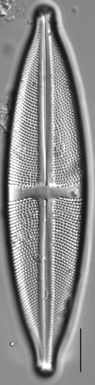 Stauroneis fluminopsis LM4