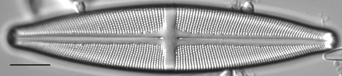 Stauroneis gracilis LM4