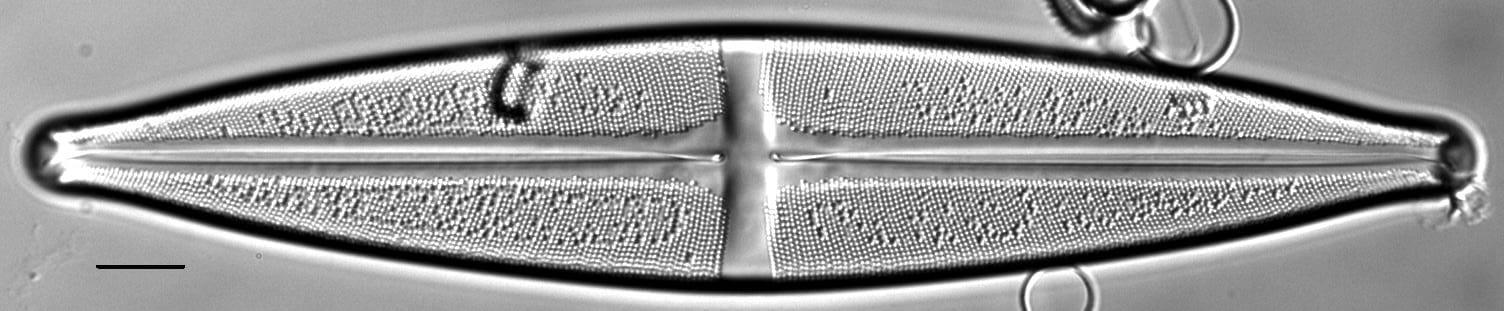 Stauroneis heinii LM7