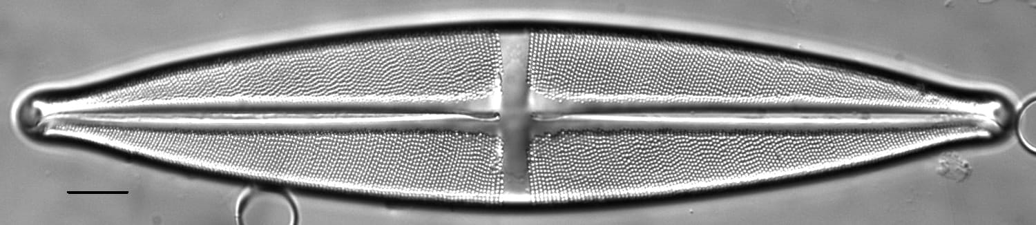 Stauroneis heinii LM6