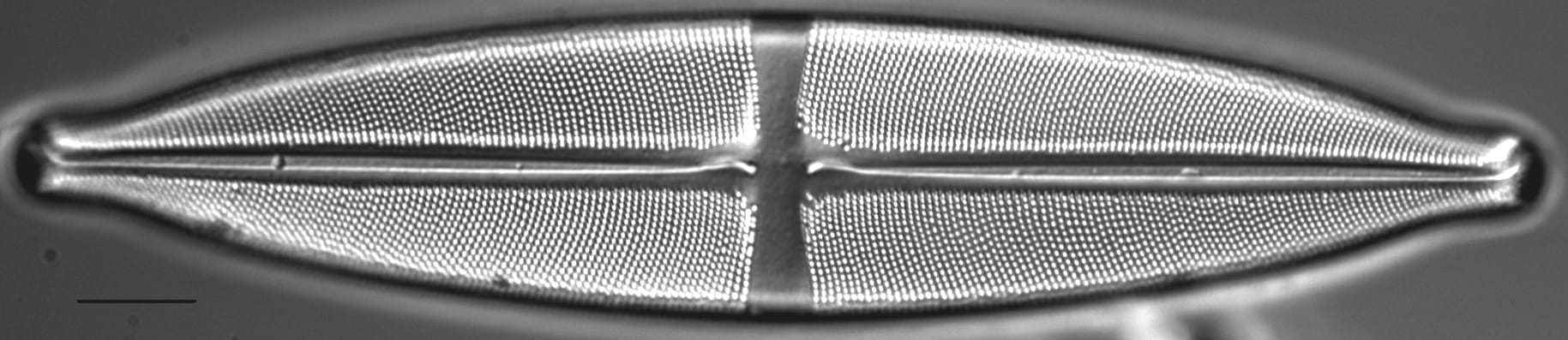 Stauroneis heinii LM4