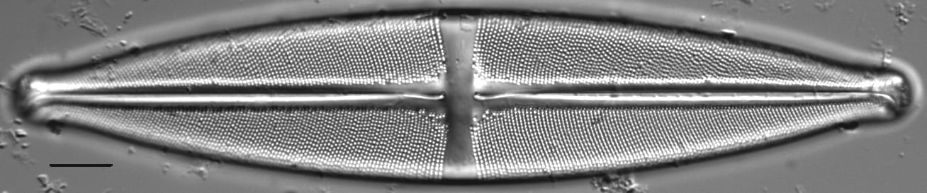 Stauroneis heinii LM2