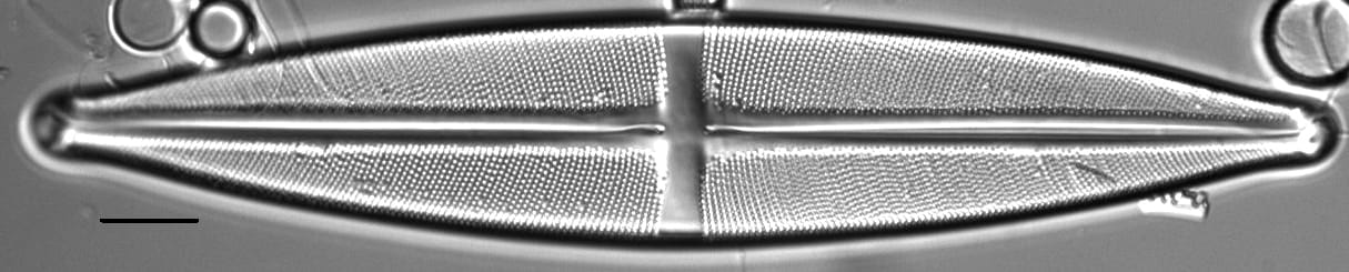 Stauroneis heinii LM1