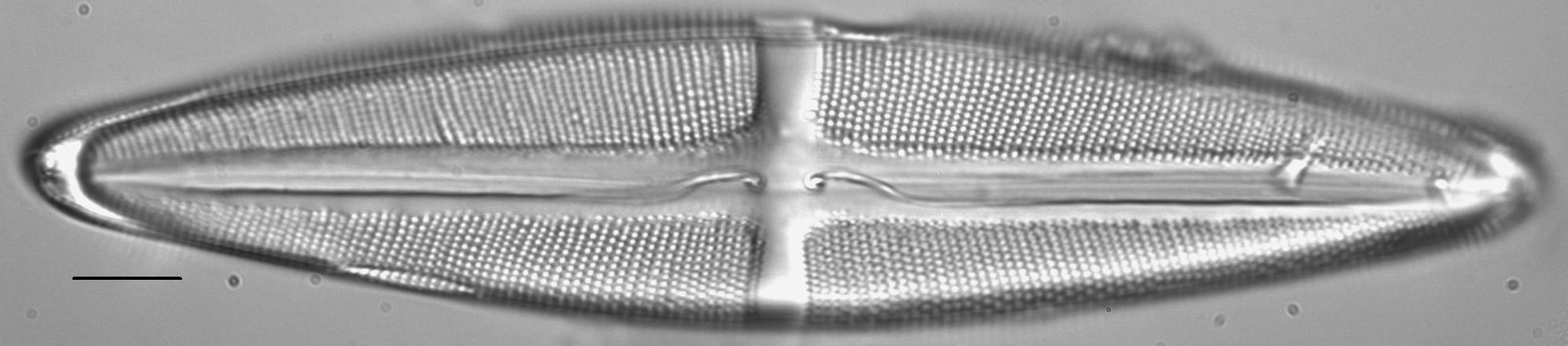 Stauroneis kishinena LM2